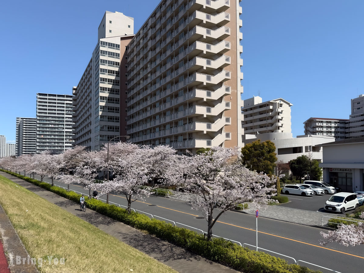 南千住汐入公園櫻花