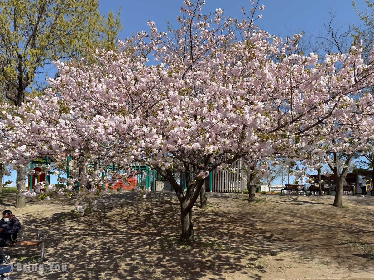 南千住汐入公園櫻花