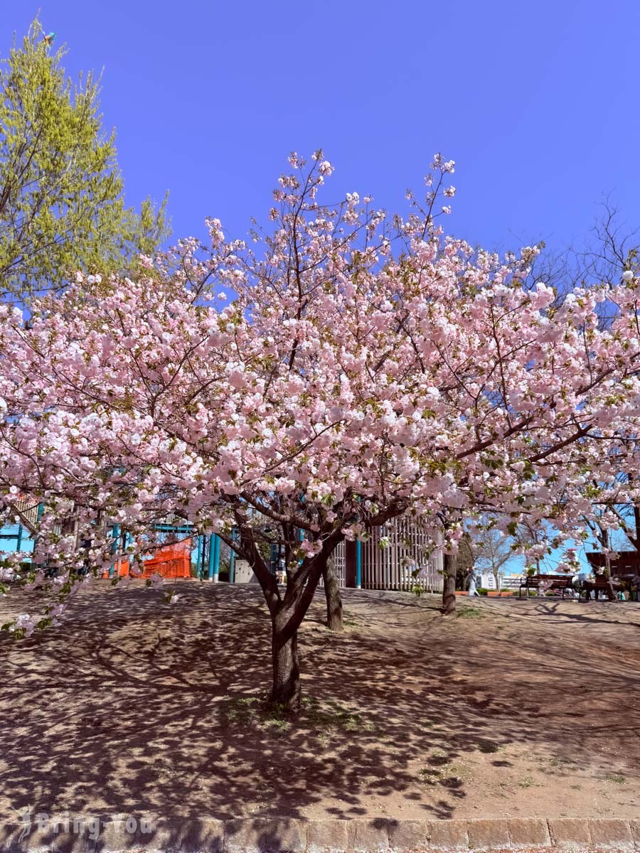 南千住汐入公園櫻花