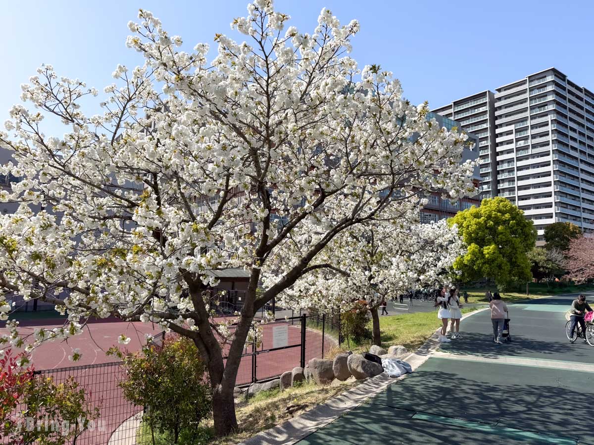 南千住汐入公園櫻花