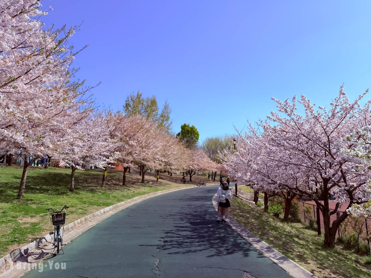 南千住汐入公園櫻花