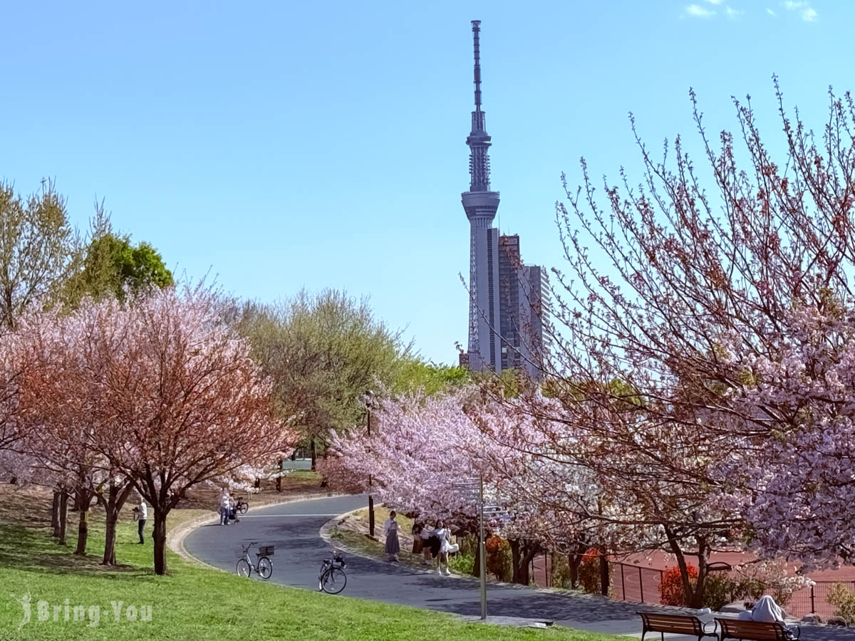 【東京賞櫻秘境】南千住汐入公園：大寒櫻、陽光櫻盛開還能拍晴空塔