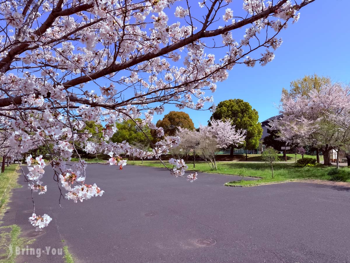 南千住汐入公園櫻花