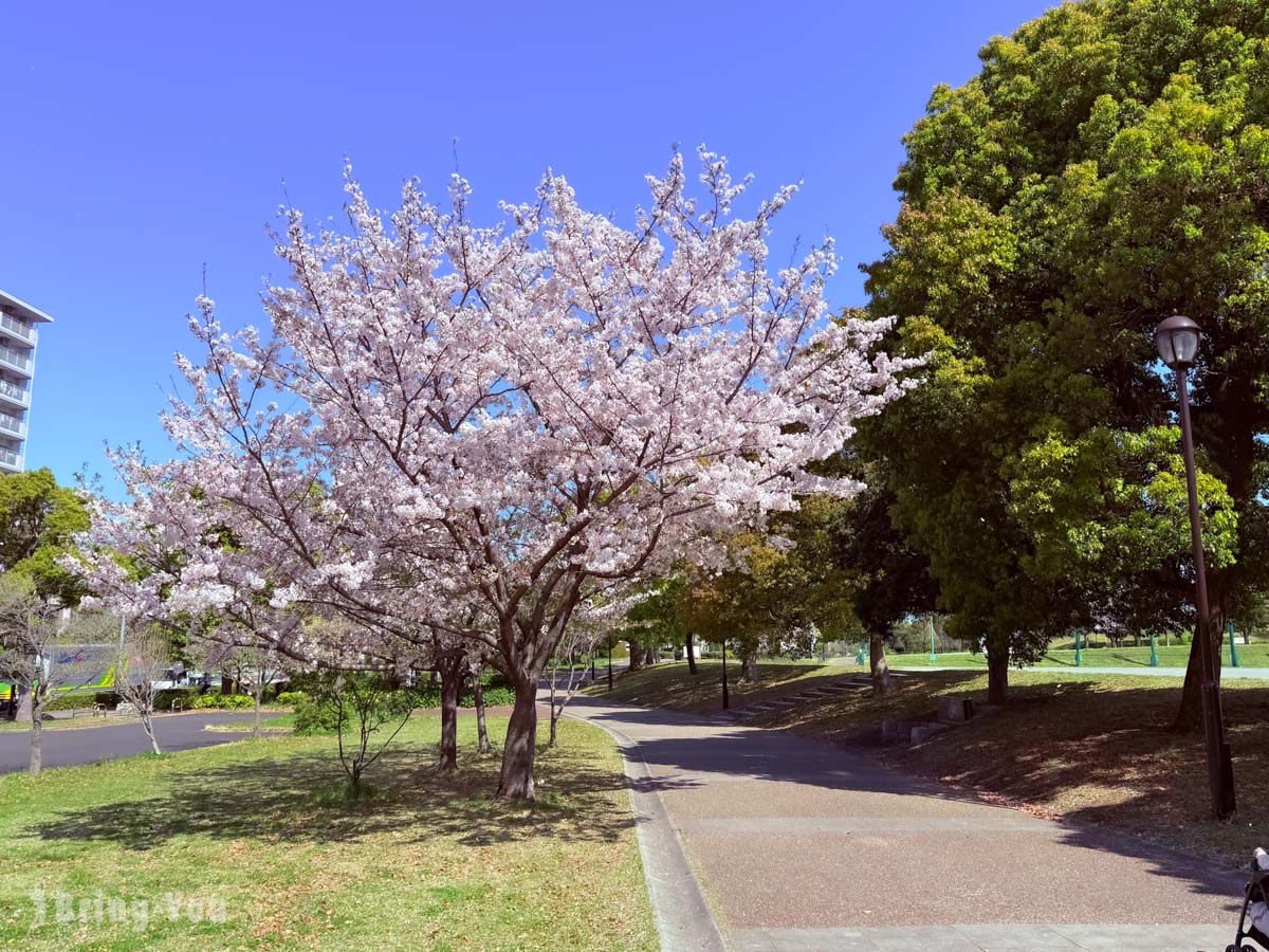 南千住汐入公園櫻花