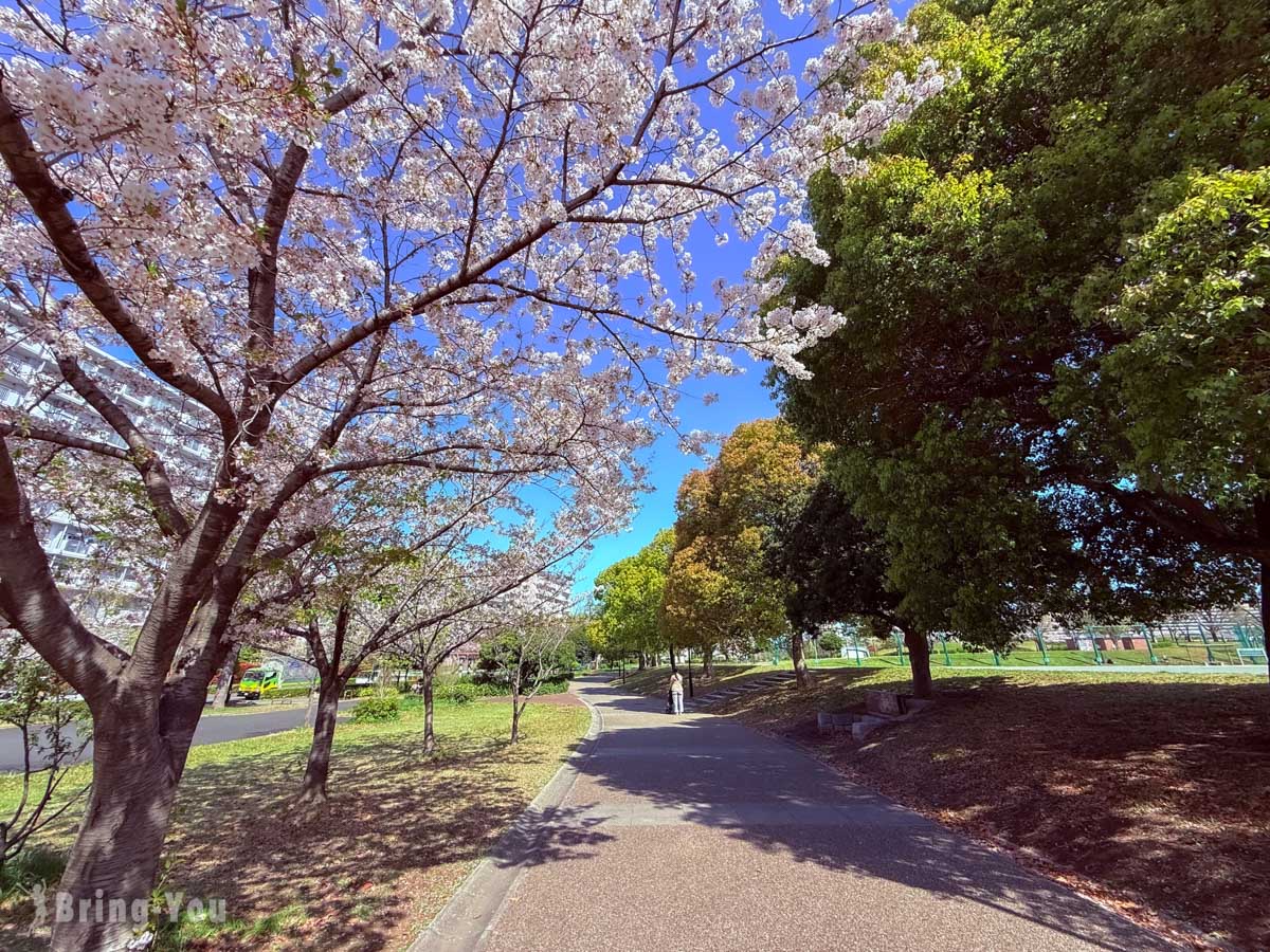 南千住汐入公園櫻花