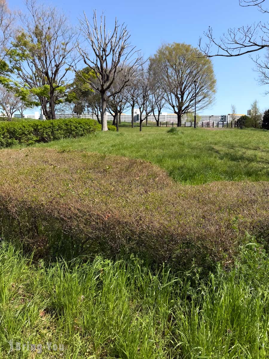 南千住汐入公園櫻花