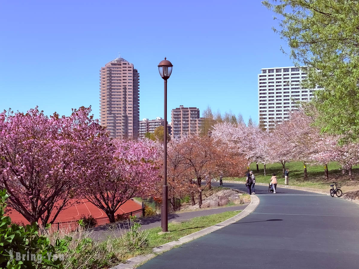 南千住汐入公園櫻花