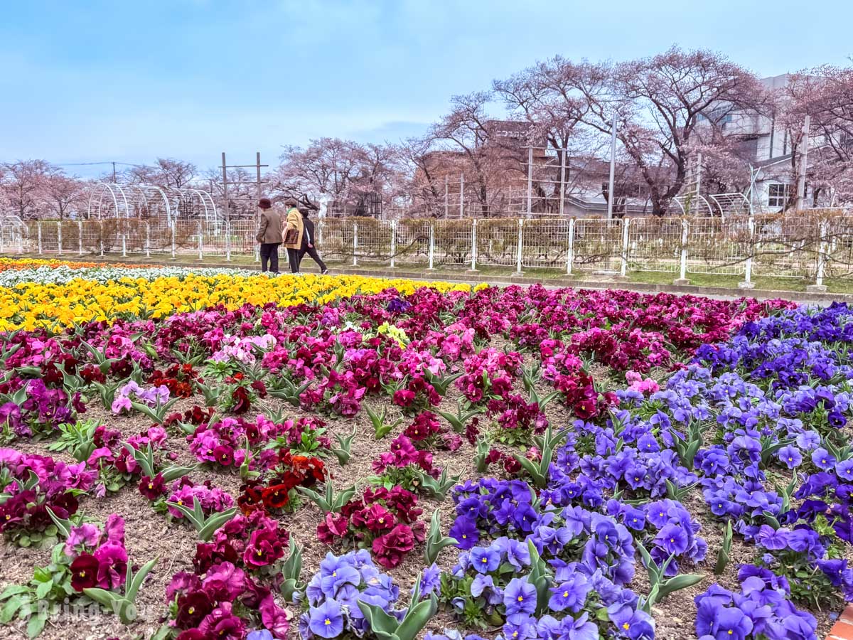 福岛赏樱景点|开成山公园|吉利蛋公园