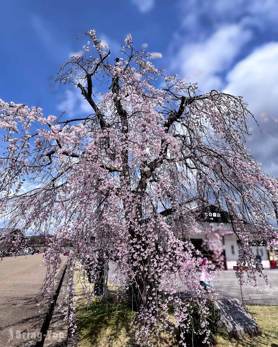 姬路城樱花