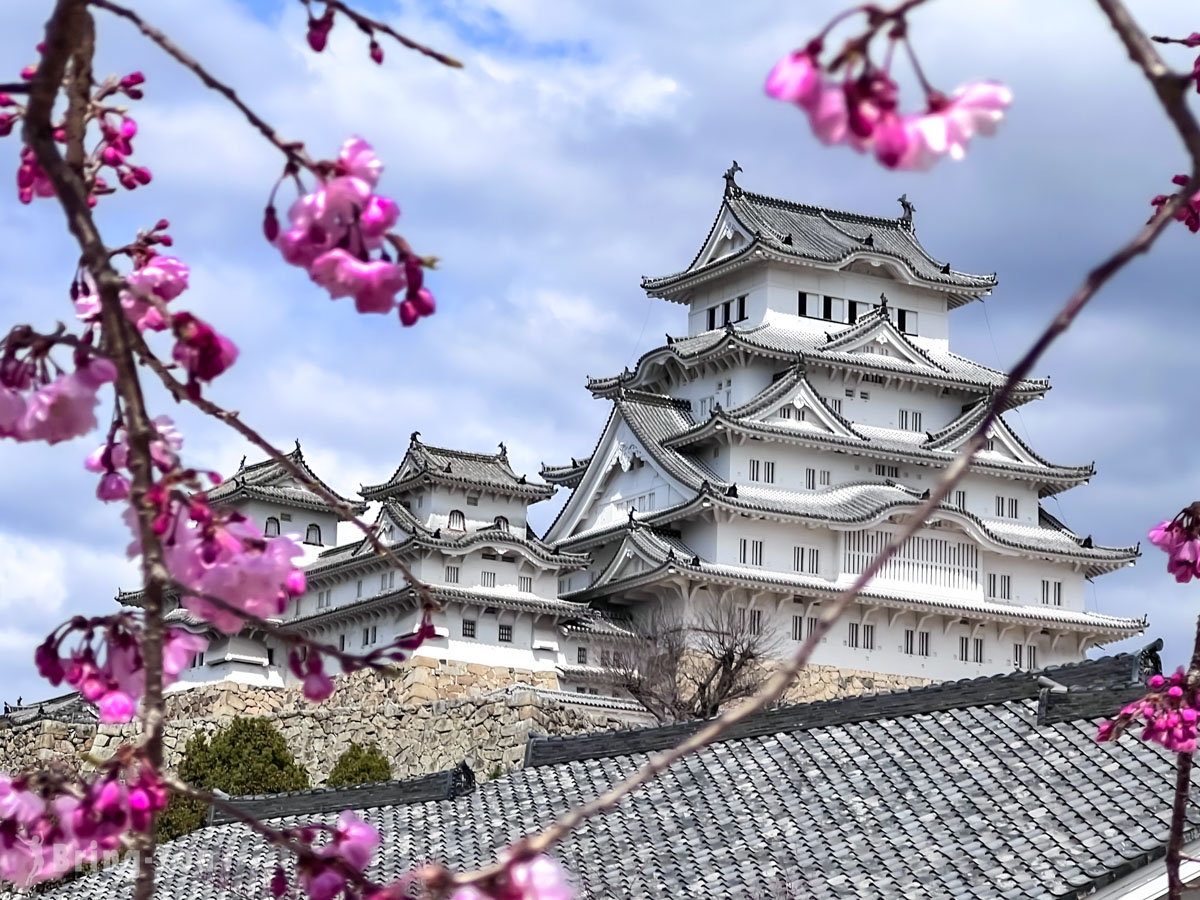 姬路城樱花