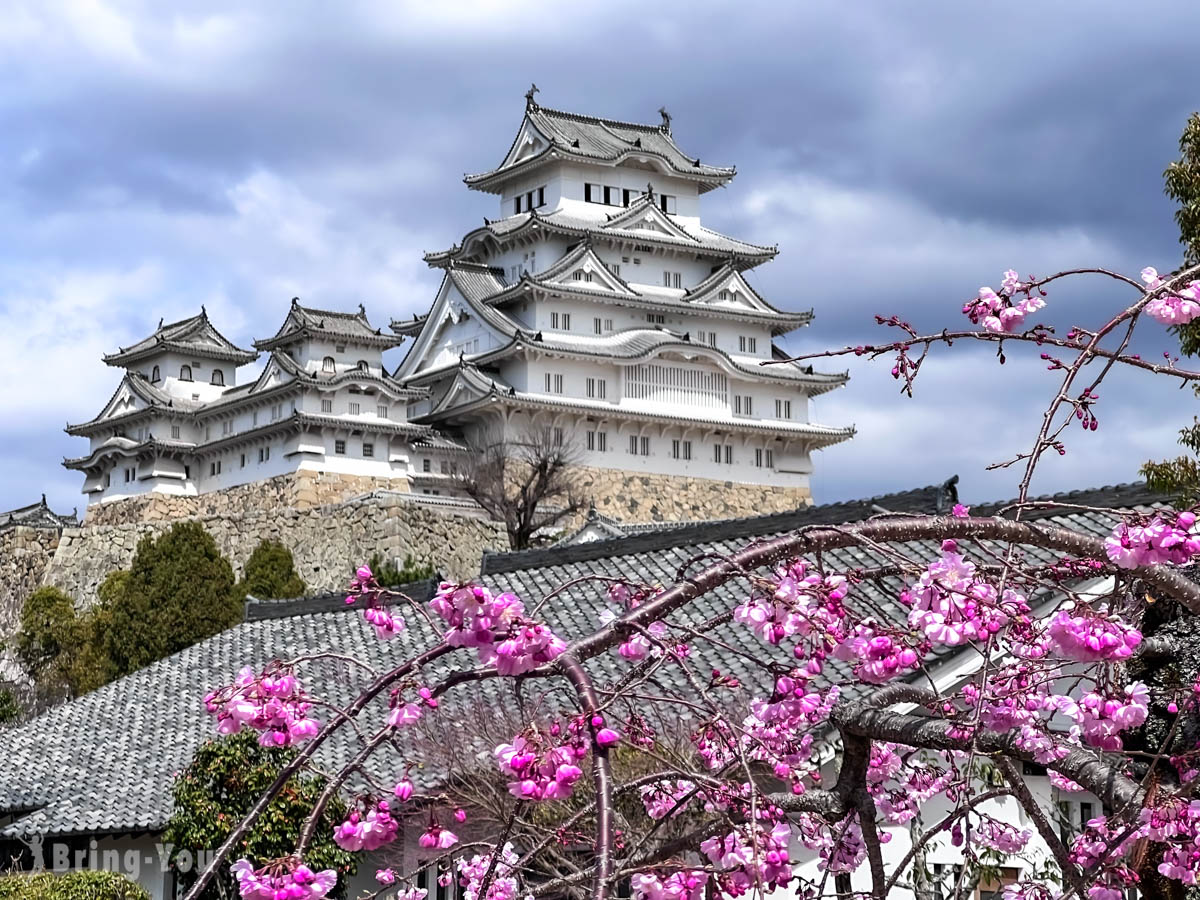 姬路城樱花
