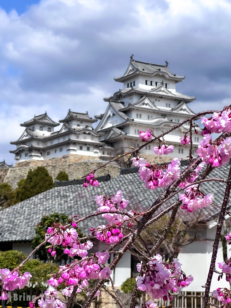 姬路城樱花