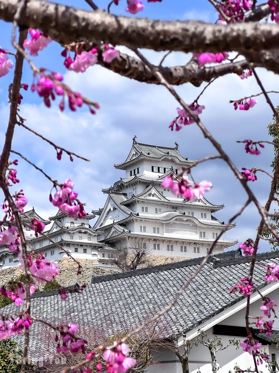 姬路城樱花