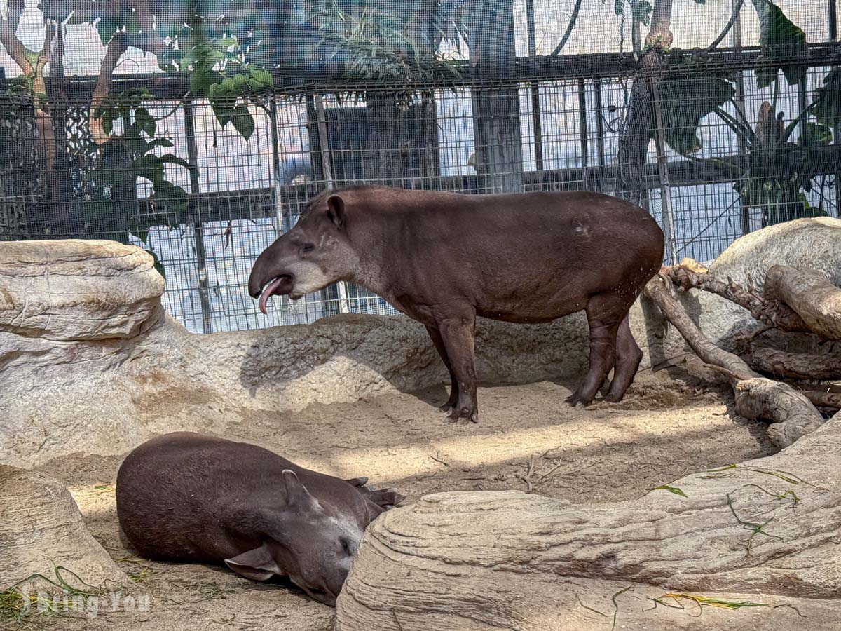 神戶動物王國