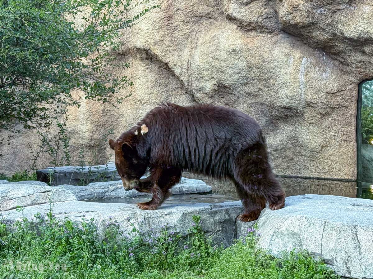 神戶動物王國