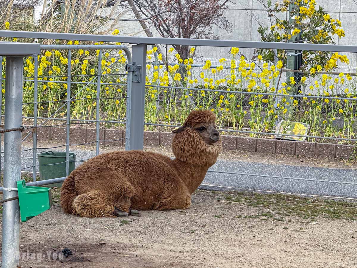 神戶動物王國