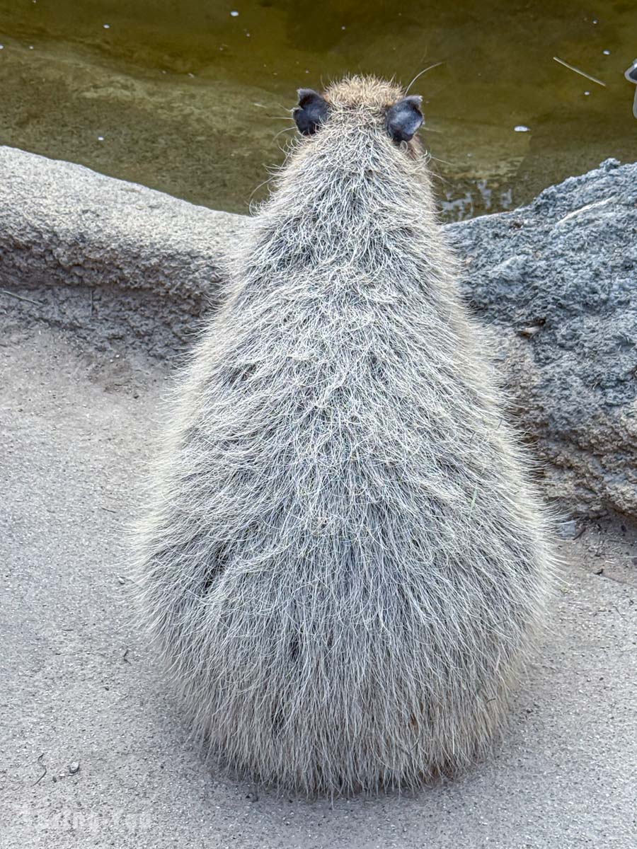 神戶動物王國