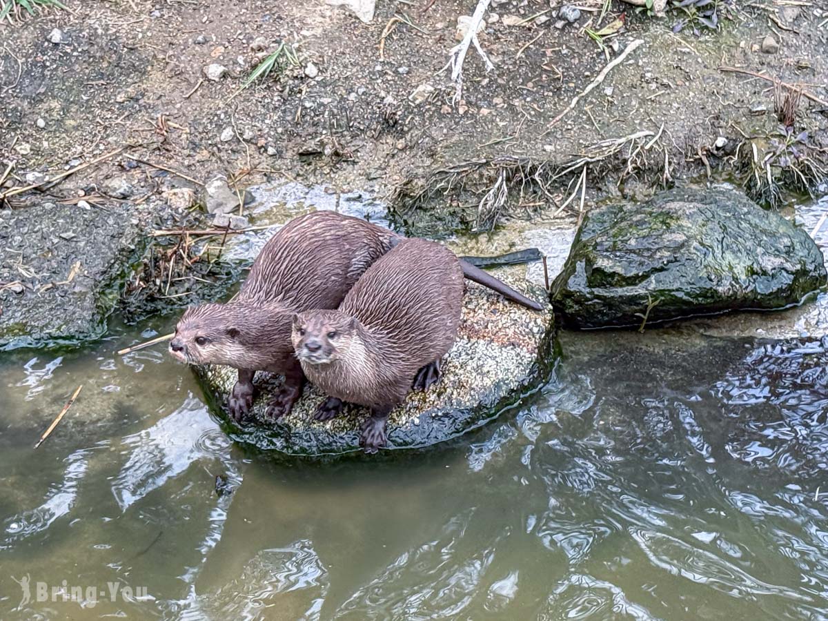 神戶動物王國｜門票、交通攻略｜與水豚零距離互動的神戶親子同樂首選