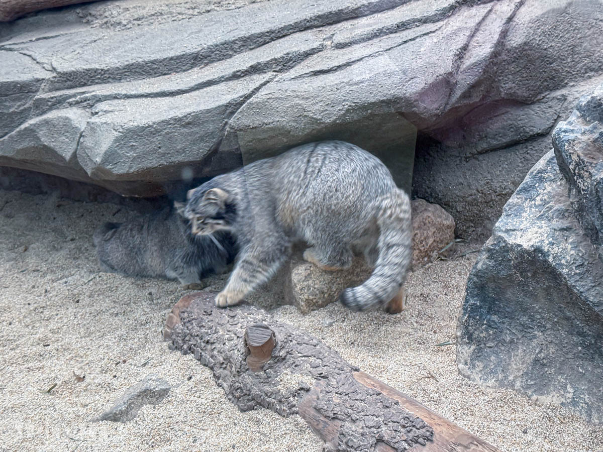 神戶動物王國