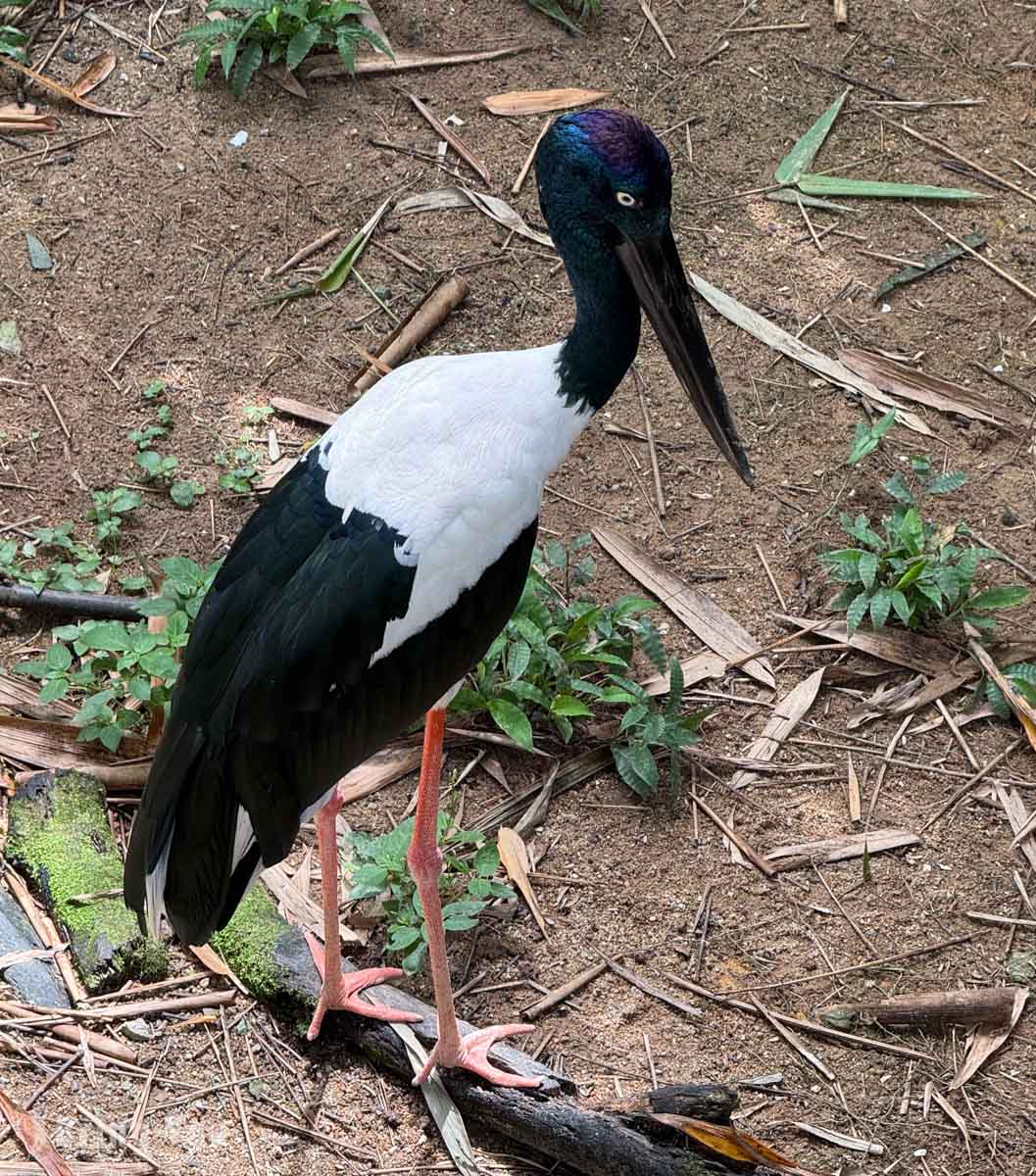 新加坡飛禽公園 Bird Paradise