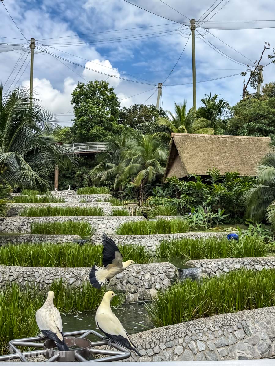 新加坡飛禽公園 Bird Paradise