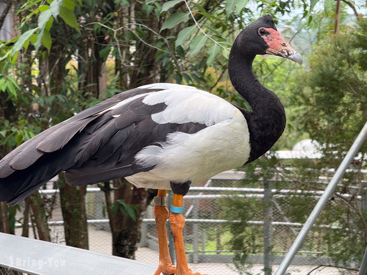 新加坡飛禽公園 Bird Paradise