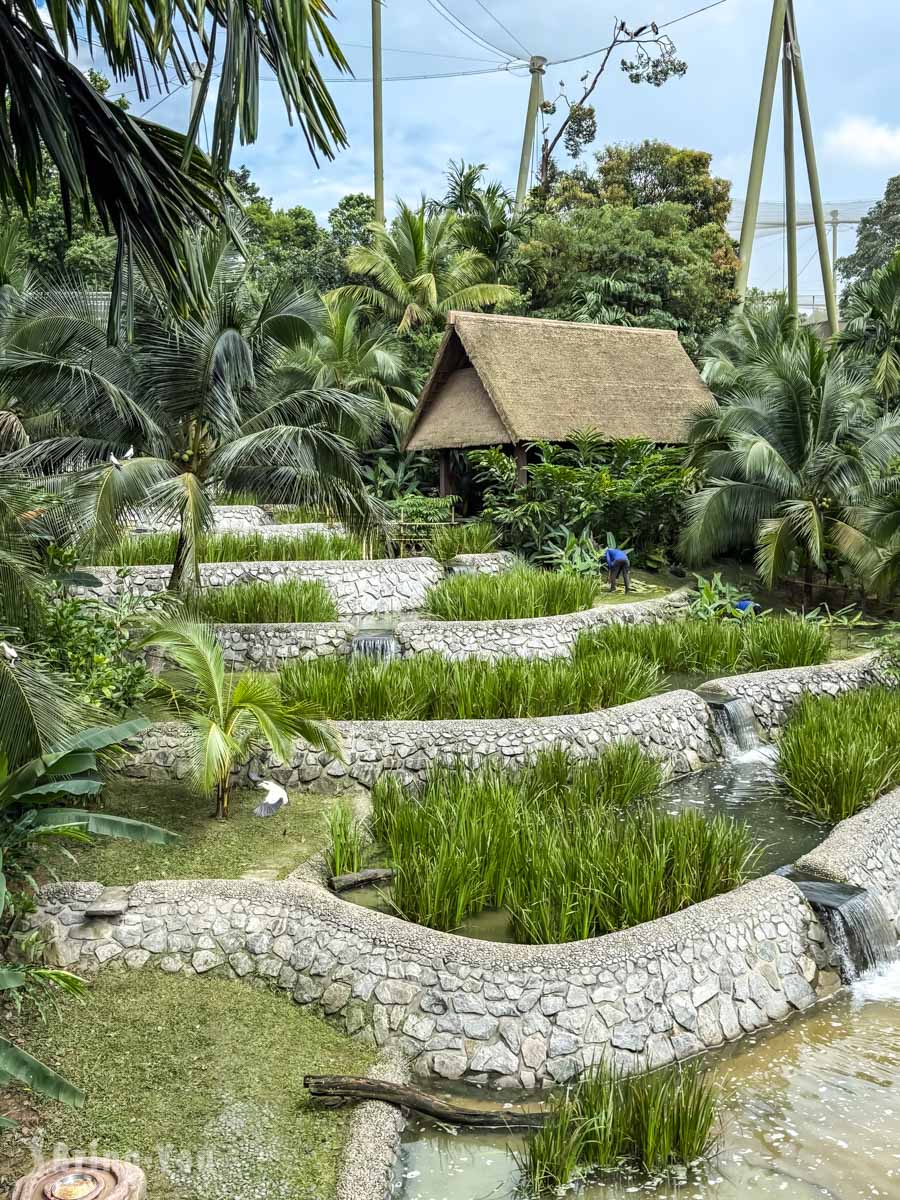 新加坡飛禽公園 Bird Paradise