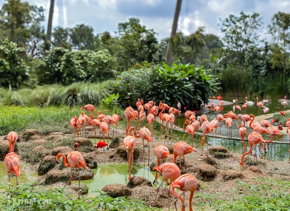 新加坡飛禽公園 Bird Paradise｜亞洲最大鳥類主題樂園 & 必看亮點