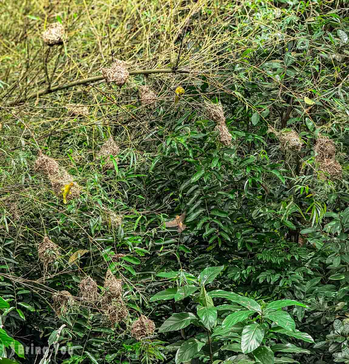 新加坡飛禽公園 Bird Paradise