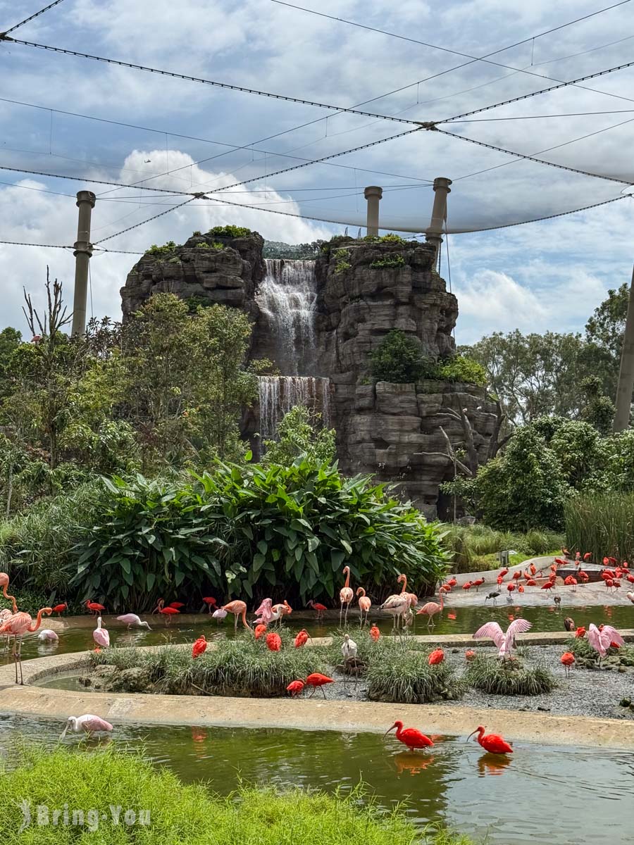 新加坡飛禽公園 Bird Paradise