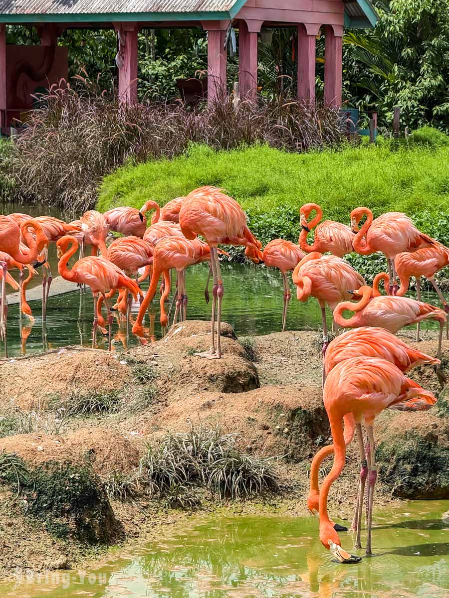 新加坡飛禽公園 Bird Paradise