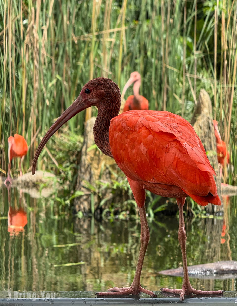 新加坡飛禽公園 Bird Paradise