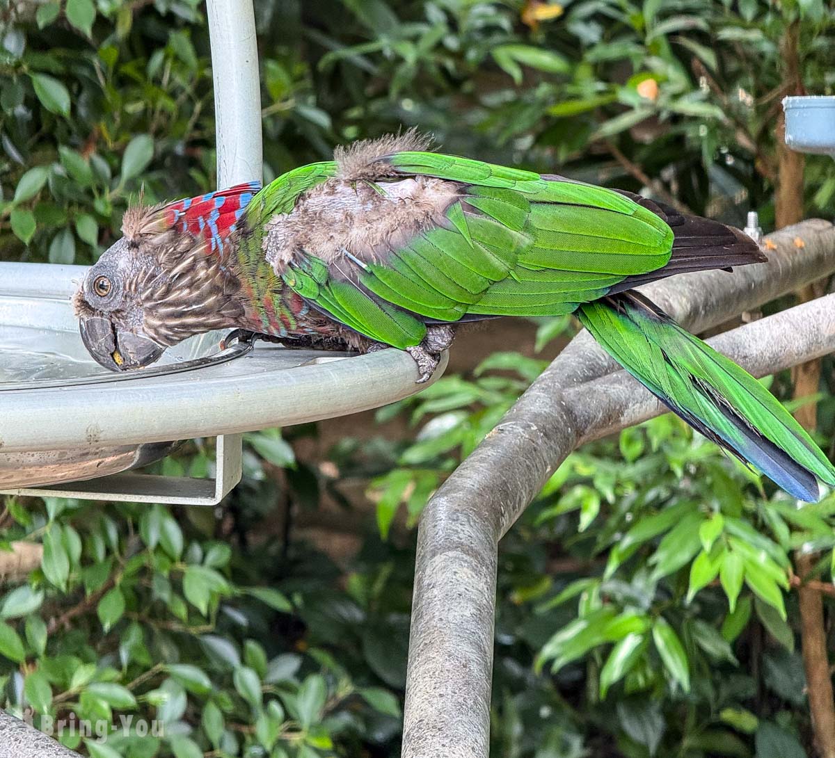 新加坡飛禽公園 Bird Paradise