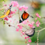 【檳城西北海岸必去景點】檳城蝴蝶園： 看滿園的蝴蝶在身邊翩翩飛舞