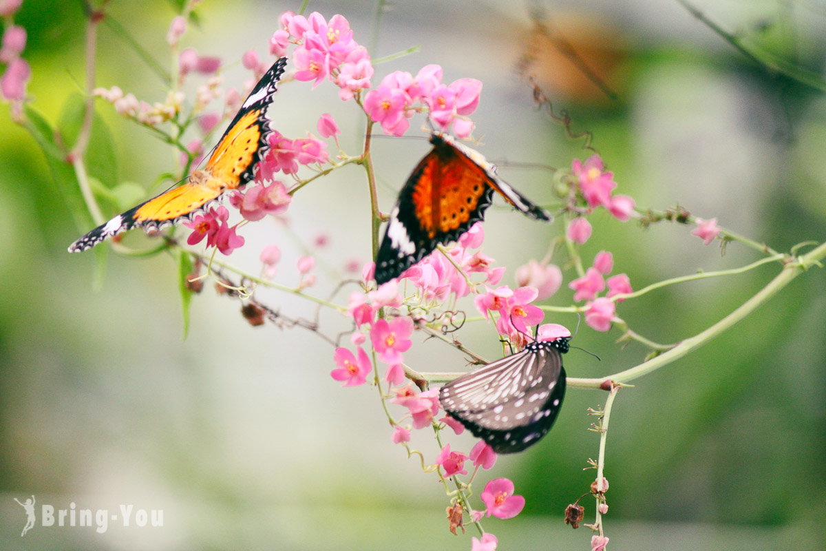 【槟城西北海岸必去景点】槟城蝴蝶园： 看满园的蝴蝶在身边翩翩飞舞