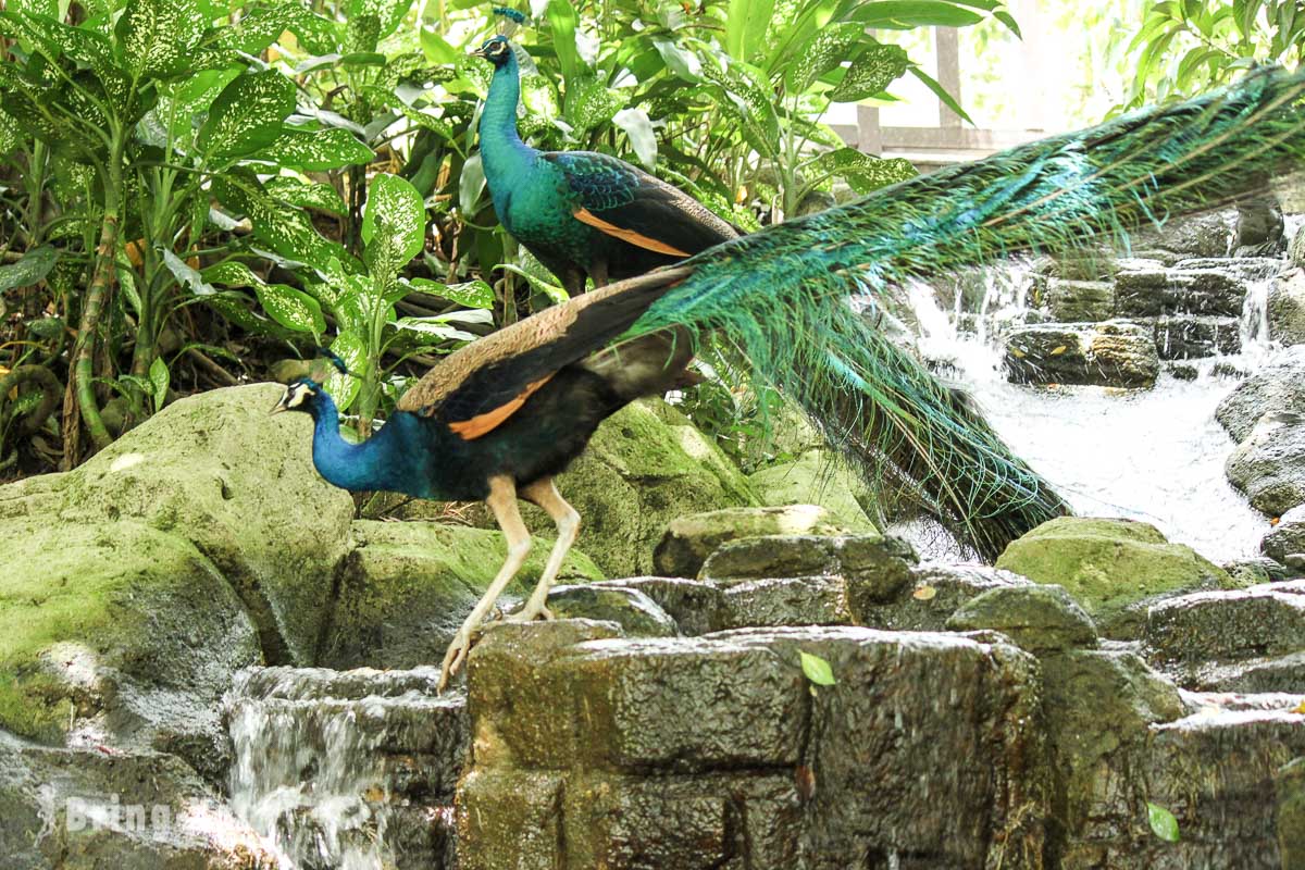 吉隆坡飞禽公园（KL Bird Park）