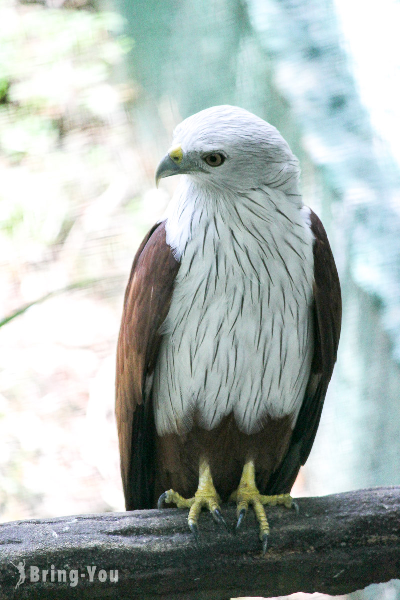 吉隆坡飞禽公园（KL Bird Park）