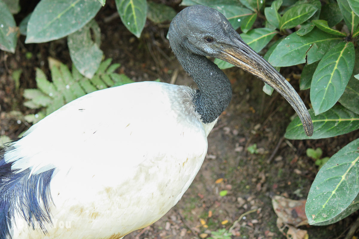 吉隆坡飞禽公园（KL Bird Park）