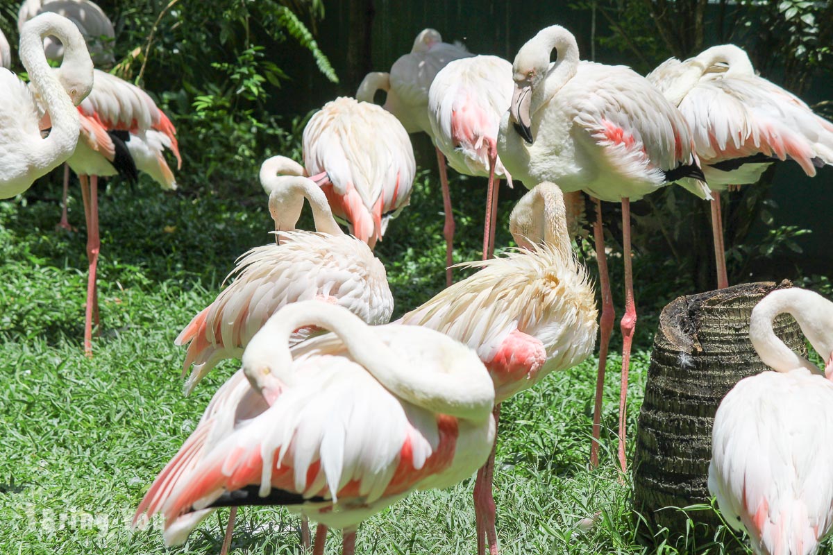 吉隆坡飛禽公園（KL Bird Park）