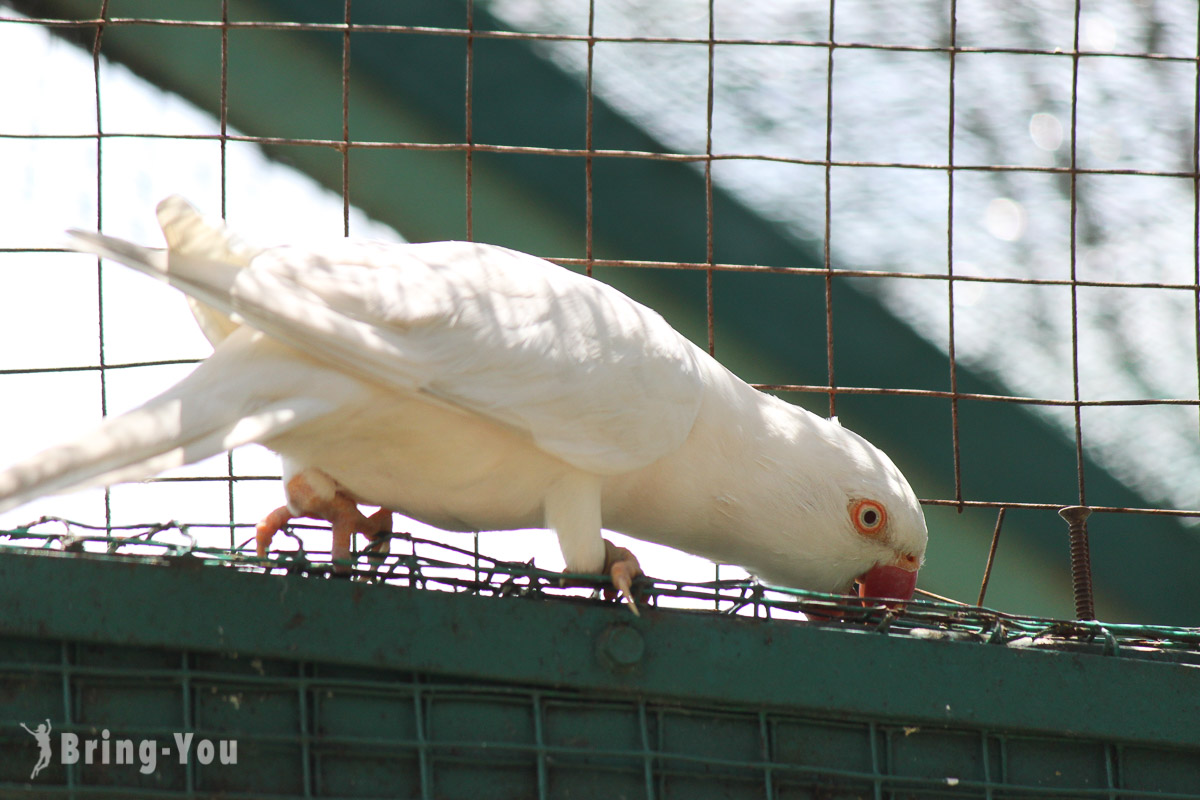 吉隆坡飛禽公園（KL Bird Park）