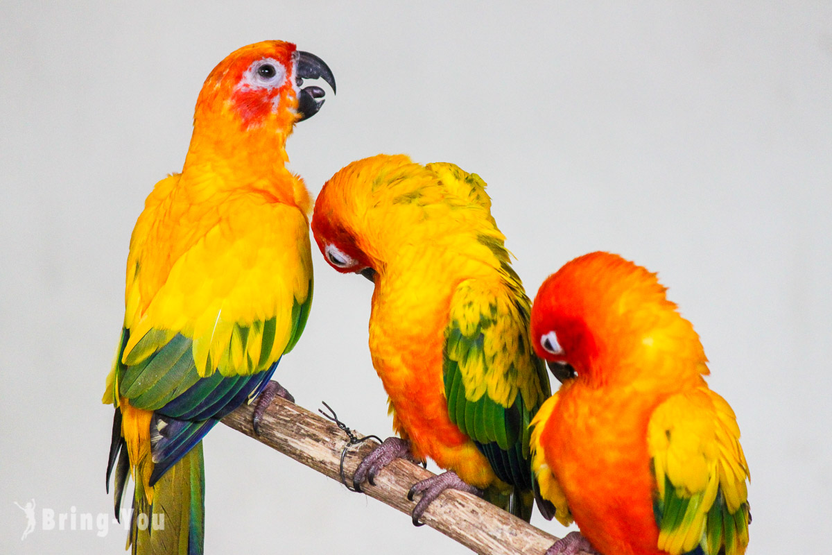 【马来西亚】吉隆坡飞禽公园（KL Bird Park）：到世界上最大的野生鸟园看鸟儿自由飞翔