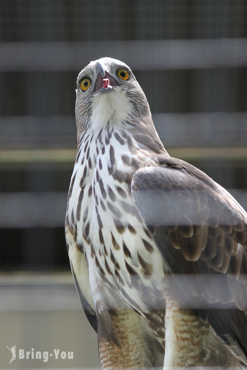 吉隆坡飛禽公園（KL Bird Park）