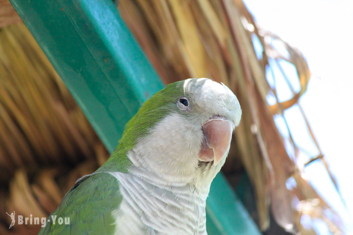 吉隆坡飛禽公園（KL Bird Park）