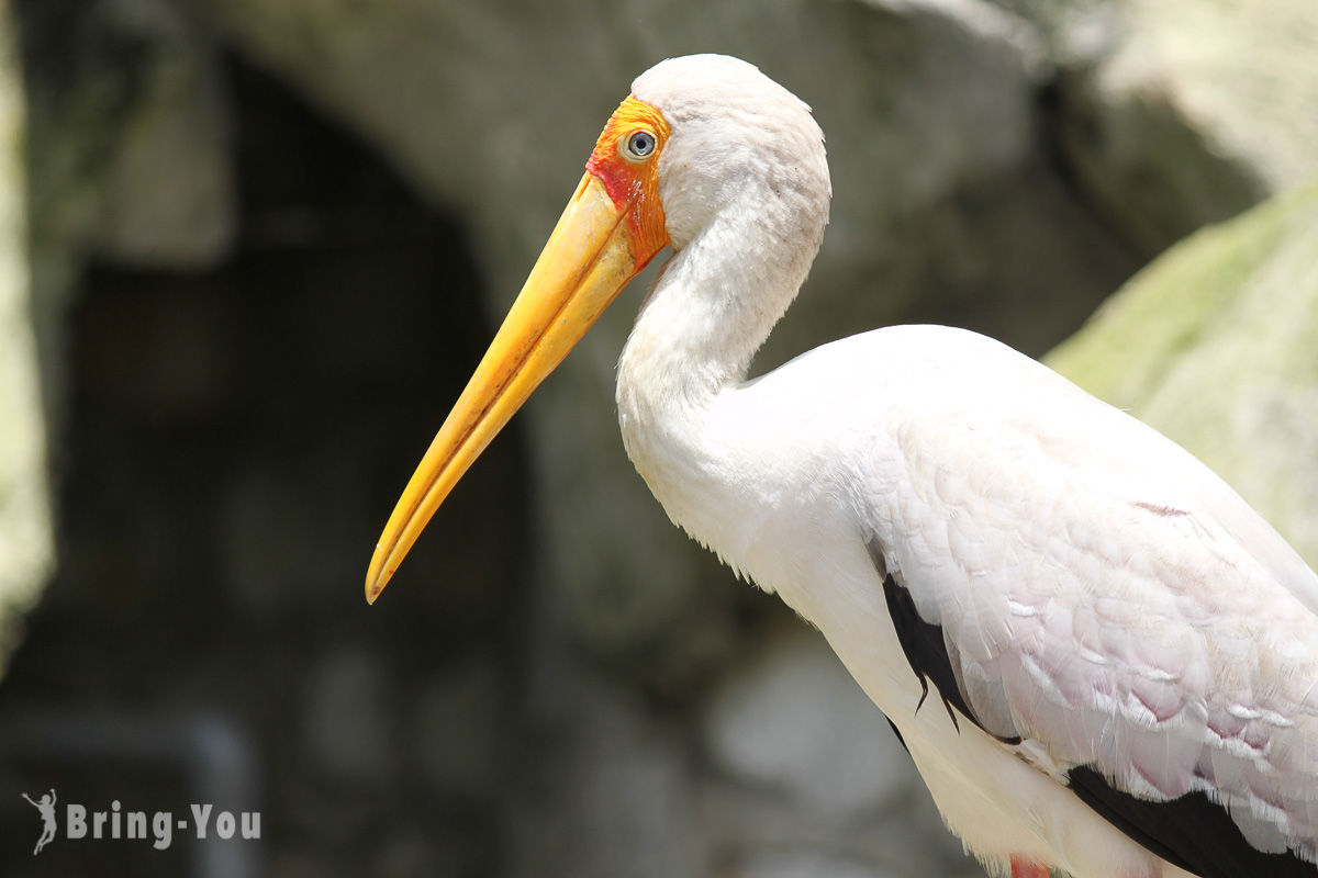 吉隆坡飛禽公園（KL Bird Park）