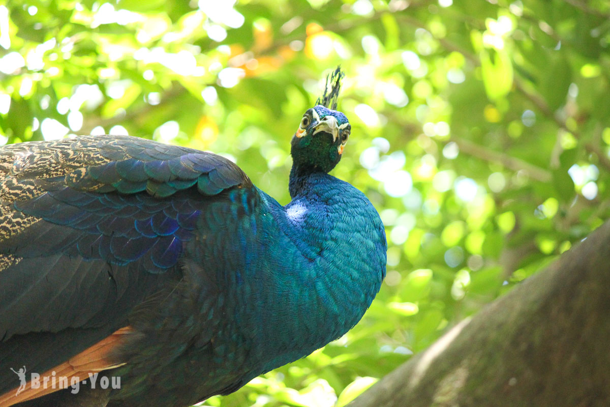 吉隆坡飞禽公园（KL Bird Park）