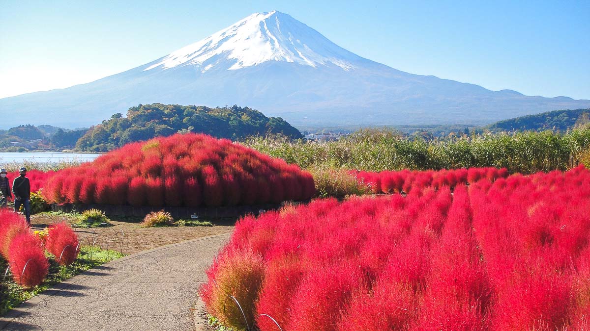富士山河口湖景點】河口湖北岸「大石公園」，騎腳踏車來看薰衣草| BringYou