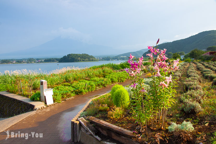 【富士山河口湖景點】河口湖北岸「大石公園」，騎腳踏車來看薰衣草