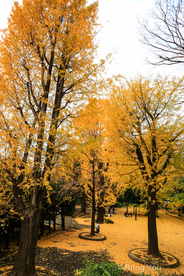 東京上野公園楓葉