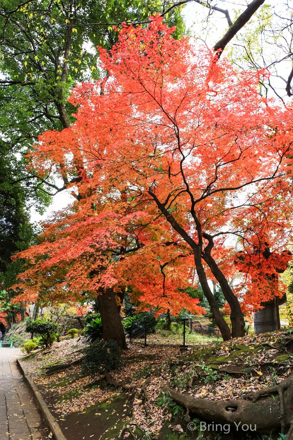 东京上野公园枫叶