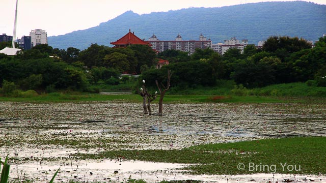 洲仔溼地公園-12